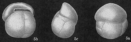 Cassidulina patula