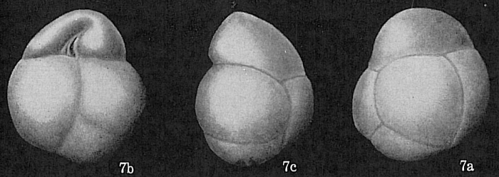 Cassidulina subglobosa Cassidulina subglobosa