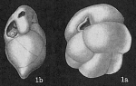 Chromista - Foraminifera (foraminifers)