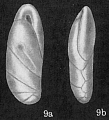 Chromista - Foraminifera (foraminifers)