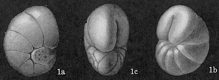 Ceratobulimina pacifica Ceratobulimina pacifica