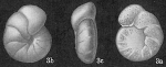 Cibicides cicatricosus