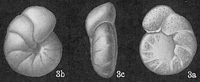 Cibicides cicatricosus