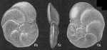 Cibicides floridanus