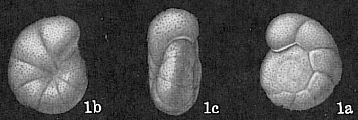 Cibicides lobatulus Cibicides lobatulus