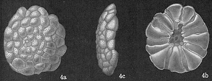 Cymbaloporetta bradyi Cymbaloporetta bradyi