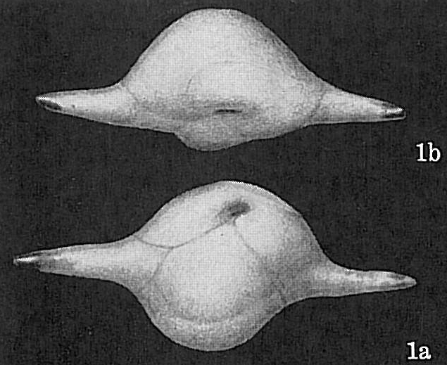 Ehrenbergina bicornis