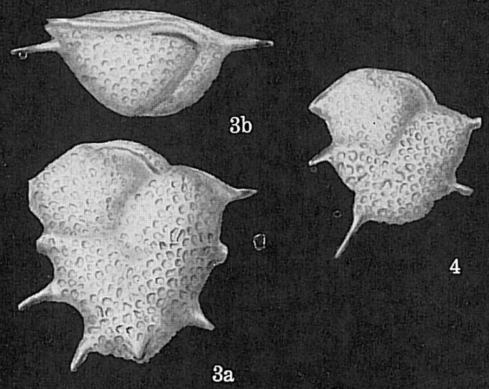 Ehrenbergina reticulata
