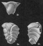 Chromista - Foraminifera (foraminifers)