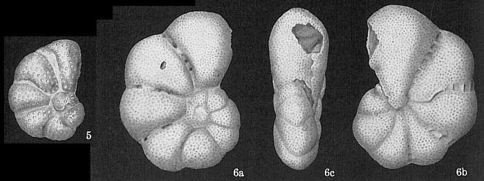 Epistomaroides polystomelloides