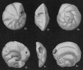 Chromista - Foraminifera (foraminifers)