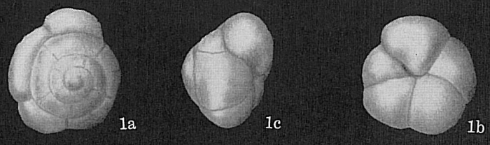 Eponides tumidulus Eponides tumidulus
