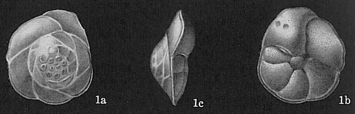 Gavelinopsis praegeri Gavelinopsis praegeri