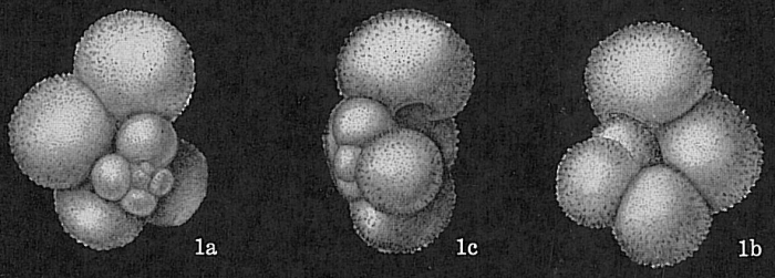 Globigerina bulloides Globigerina bulloides