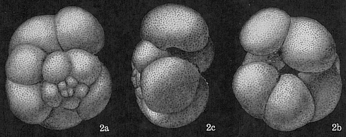 Globigerina eggeri Globigerina eggeri