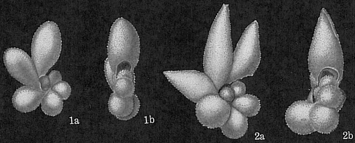 Globigerinella adamsi Globigerinella adamsi