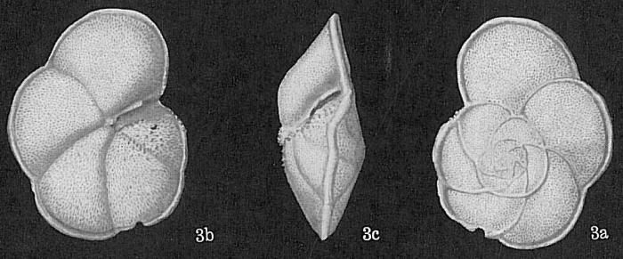Globorotalia menardii var. ungulata