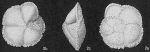 Chromista - Foraminifera (foraminifers)