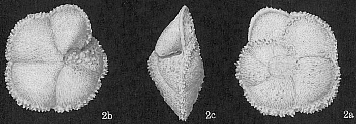 Globorotalia menardii var. fimbriata Globorotalia menardii var. fimbriata