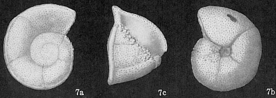 Globorotalia truncatulinoides