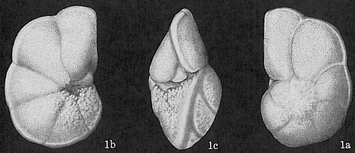 Globorotalia tumida