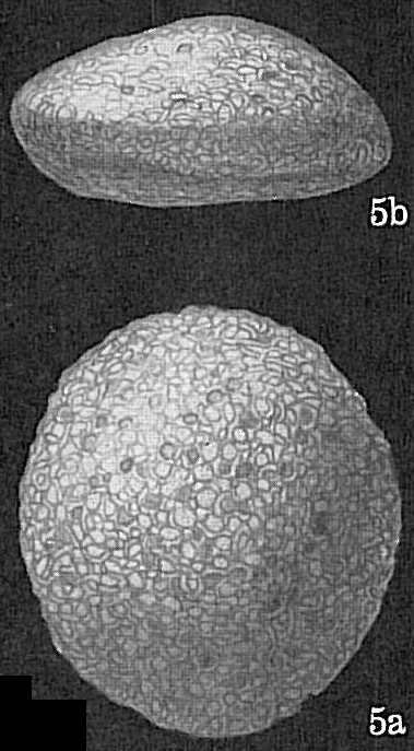 Gypsina globula Gypsina globula