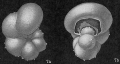 Chromista - Foraminifera (foraminifers)