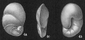 Chromista - Foraminifera (foraminifers)