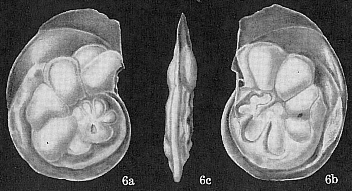 Laticarinina pauperata