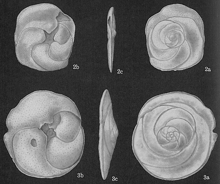 Neoconorbina crustata Neoconorbina crustata