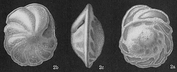 Nuttallides rugosus Nuttallides rugosus