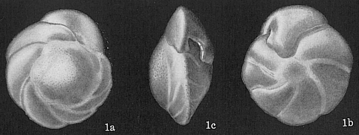 Nuttallides umboniferus