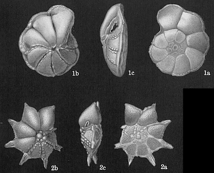 Pararotalia ozawai