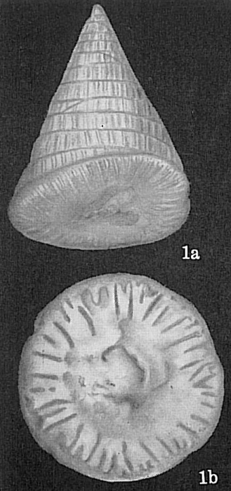 Patellina advena altiformis Patellina advena altiformis
