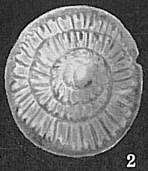 Patellina advena Patellina advena