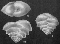 Chromista - Foraminifera (foraminifers)