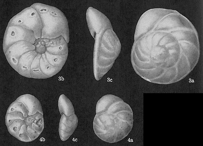 Paumotua terebra