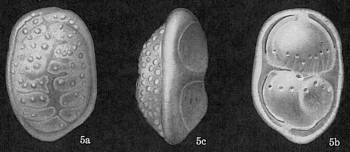 Pegidia dubia Pegidia dubia