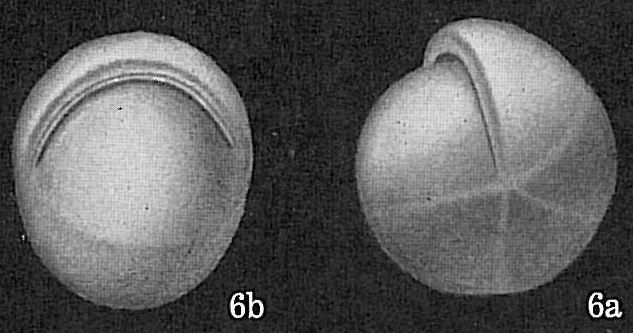 Pullenia bulloides Pullenia bulloides