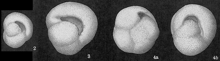 Pulleniatina obliquiloculata