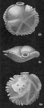 Siphonina tubulosa