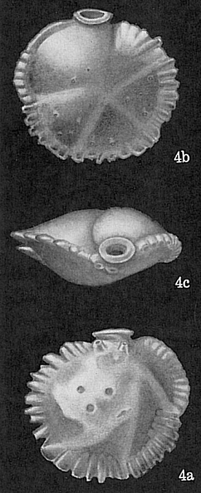 Siphonina tubulosa Siphonina tubulosa