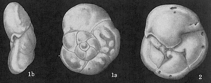 Stomatorbina concentrica Stomatorbina concentrica