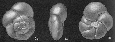 Ammonia advena (Cushman, 1922)
