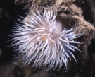 Picture of Diadumene cincta Stephenson, 1925, author: Van Bogaert, B. Picture of Diadumene cincta Stephenson, 1925, author: Van Bogaert, B.