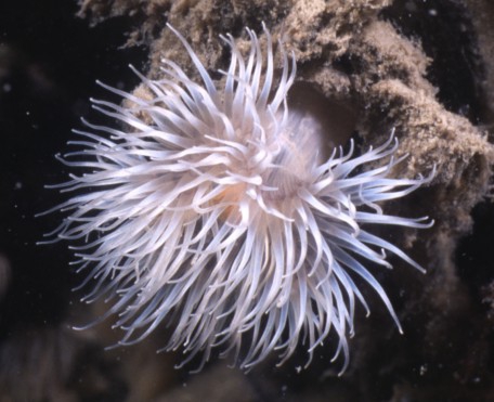 Picture of Diadumene cincta Stephenson, 1925 Picture of Diadumene cincta Stephenson, 1925