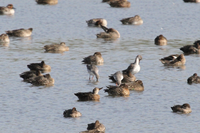 Spotted Redshank (Tringa erythropus)