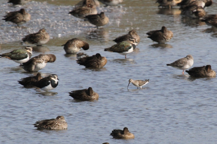 Curlew Sandpiper (Calidris ferruginea)