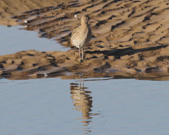 Curlew (Numenius arquata) Curlew (Numenius arquata)