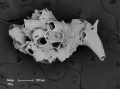 Osthimosia glomerata - early colony development on Cornuticella zooids